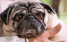 原创
            怕老人孤独，想给老人养一条狗，哪种狗适合老人饲养
                
                 
    