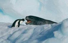 七个世界 一个星球 BBC纪录片 非常值得一看