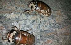 【每日签到】20180711抓爬叉（抓知了）