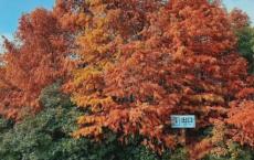 秋天一碗汤，不用医生帮！来海湾镇网红厨房喝一碗养生汤！