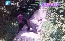 “火烧连营”的安阳王“狗咬人事件”再现枝节……