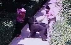 人民日报评安阳狗咬人：作风之弊、作为之垢该检修